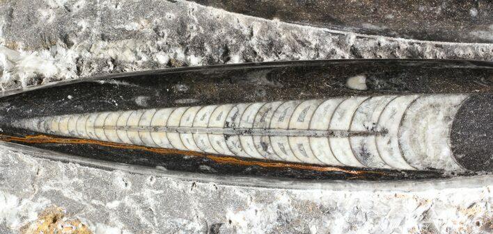 Bargain Polished Orthoceras (Cephalopod) Plate - #74321